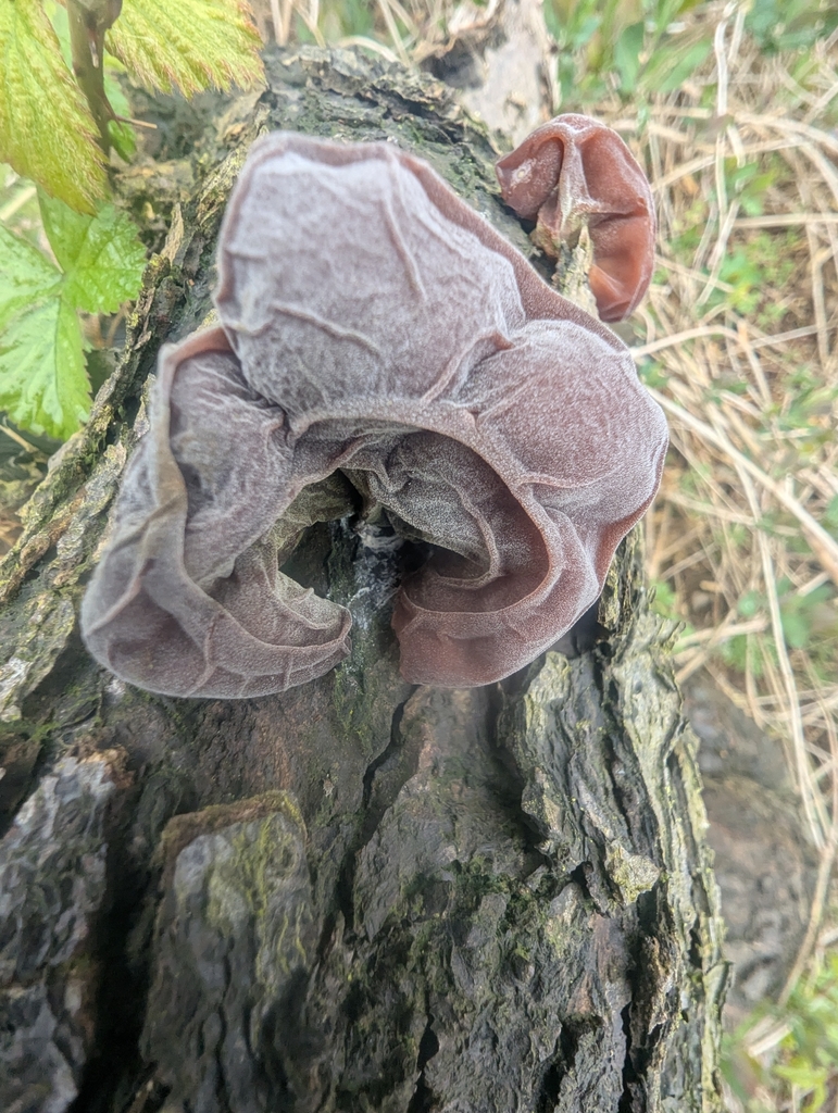 Auricularia auricula-judae · April 2026 · photo: © ohwhen (iNaturalist, cc-by)