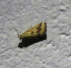 Achyra massalis