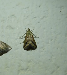 Achyra massalis