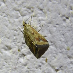 Achyra massalis