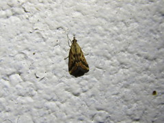 Achyra massalis