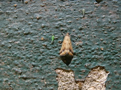 Achyra massalis