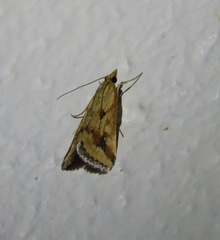 Achyra massalis