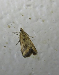 Achyra massalis