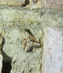 Achyra massalis