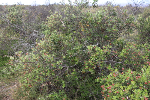 Olive Hardleaf (Phylica oleifolia)