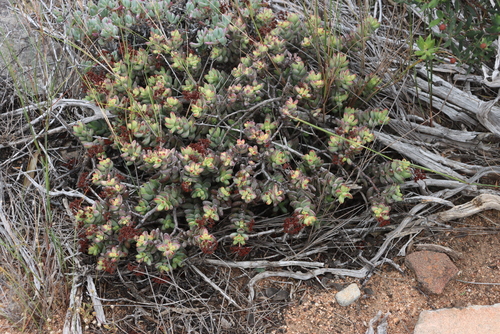 Crassula brevifolia
