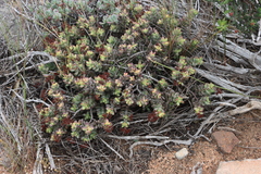 Crassula brevifolia