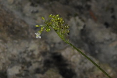 Monophyllaea