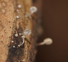 Mycena piringa