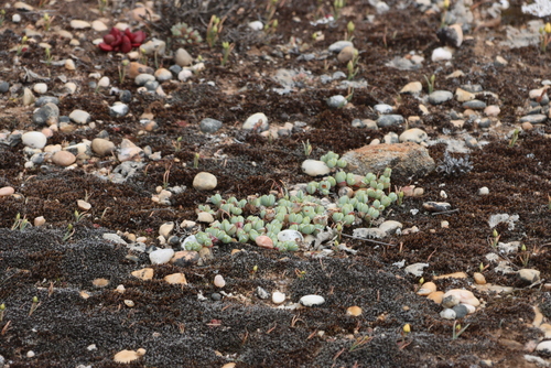 Rock Chink (Ornithogalum rupestre)