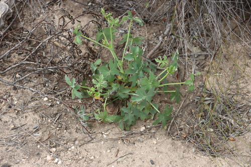 Pelargonium grandiflorum (Pelargonium grandiflorum)