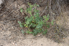 Pelargonium grandiflorum
