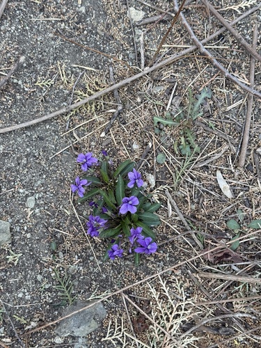Viola philippica, photograph 4