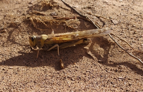 Desert Locust
