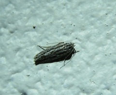 Acolasta scolia