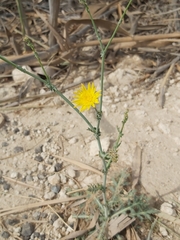Launaea mucronata