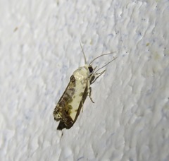 Acontia nivipicta