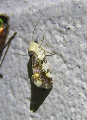 Acontia nivipicta