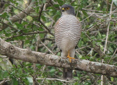 Accipiter minullus