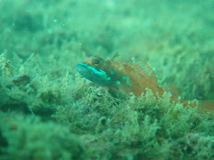 Tripterygiidae