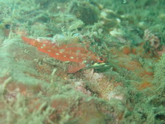 Tripterygiidae