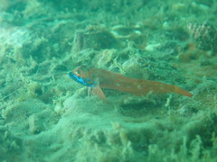 Tripterygiidae