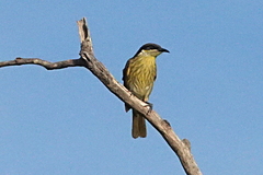 Gavicalis versicolor