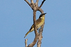 Gavicalis versicolor