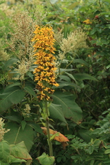 Ligularia fischeri