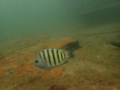 Abudefduf bengalensis