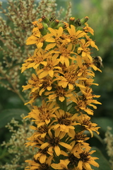 Ligularia fischeri