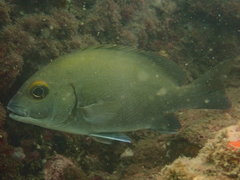Plectorhinchus schotaf