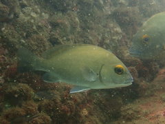 Plectorhinchus schotaf