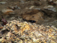 Aristocypha fenestrella