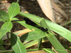 Aristocypha fenestrella