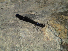 Aristocypha fenestrella