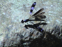 Aristocypha fenestrella