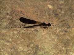 Aristocypha fenestrella