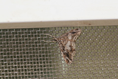 Paracymoriza vagalis