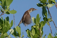 Ramsayornis modestus