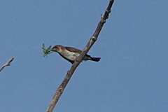 Ramsayornis modestus