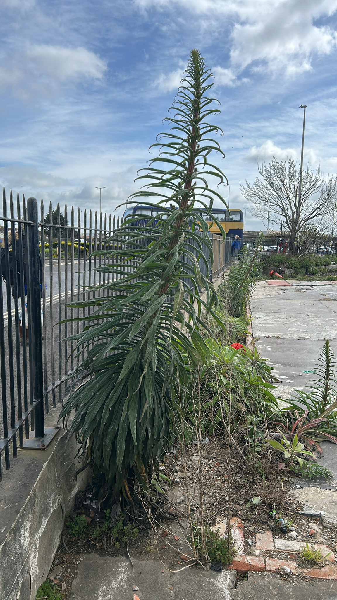 Pininana (Echium pininana)