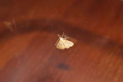 Cataclysta angulata