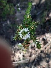 Epacris pulchella