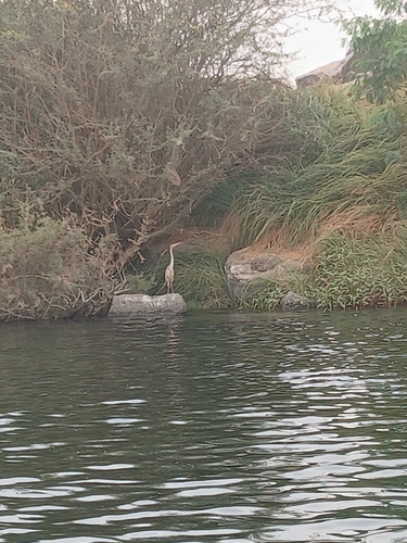 iNaturalist: (c) Faris Gamal, some rights reserved (CC BY-NC), uploaded by Faris Gamal iNaturalist image