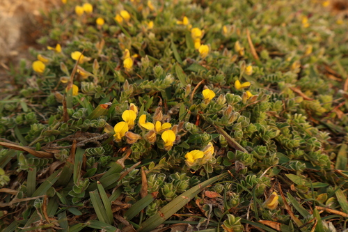 Crotalaria similis observed 2026-03-29