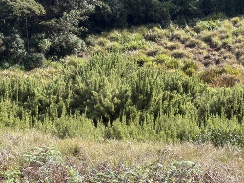 Kuruna densifolia observed 2026-04-04