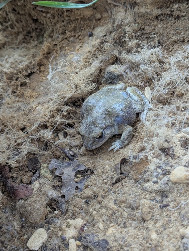 Common Midwife Toad, photo 7 of 10