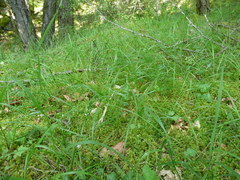 Melica subulata